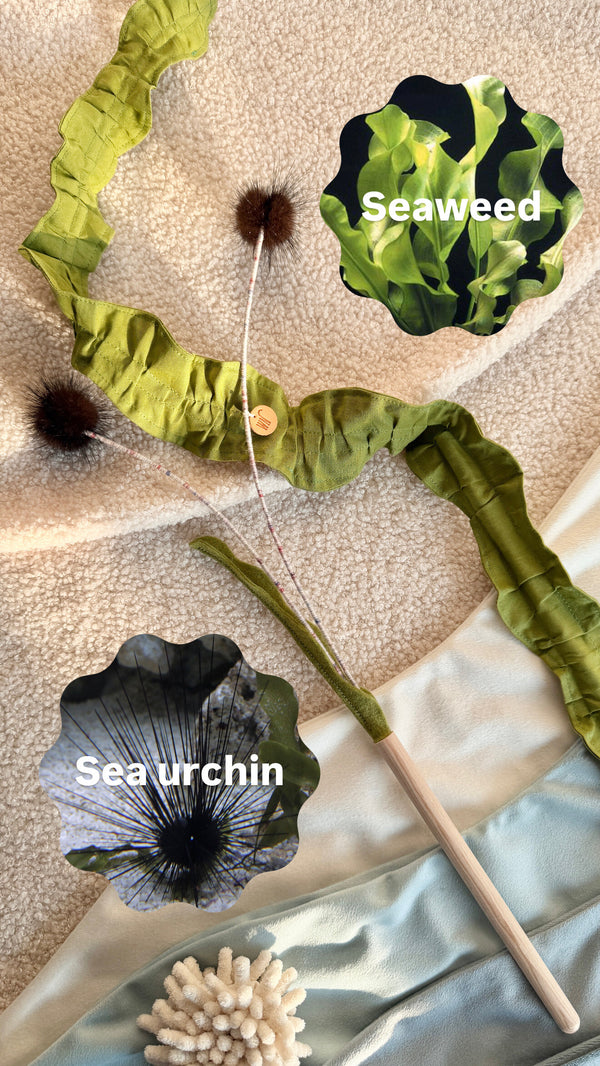 Sea Urchin