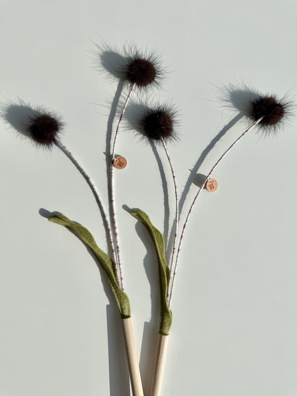 Sea Urchin