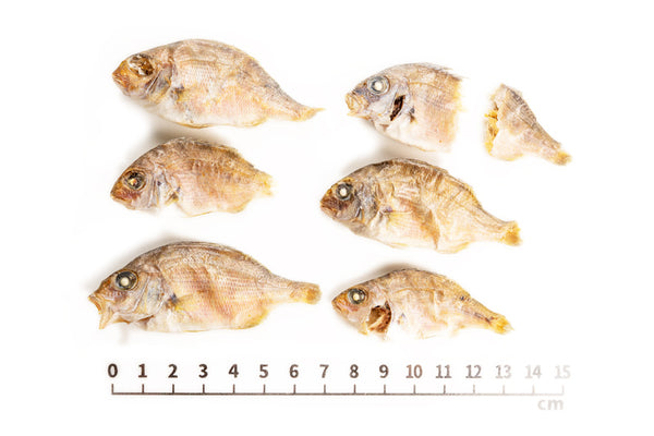 Mamedai Small Sea Bream