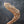 Freeze-Dried Duck Wing