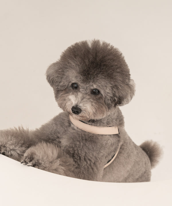 Cream Beige Harness