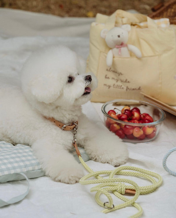 Classic Rope Leash