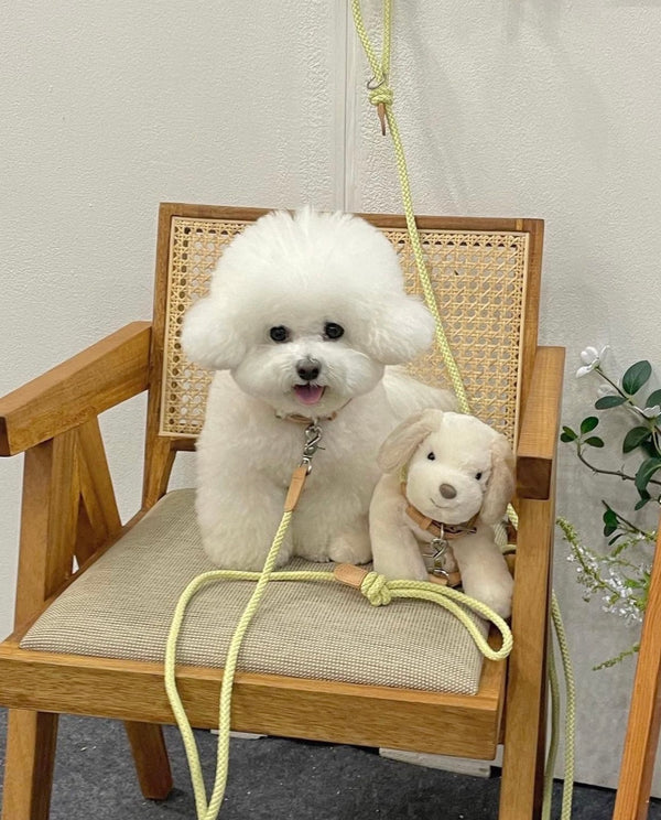 Classic Rope Leash