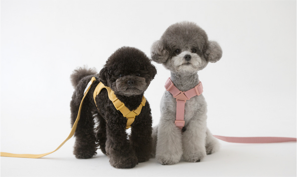 Macaron Custom Harness