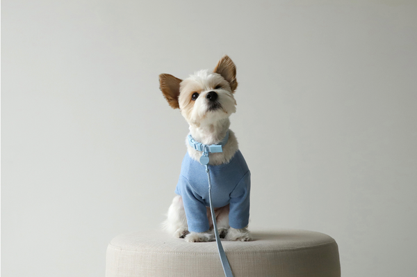Macaron Dog Collar