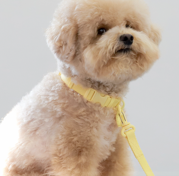 Macaron Dog Collar