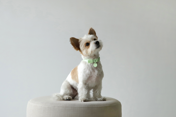 Macaron Dog Collar