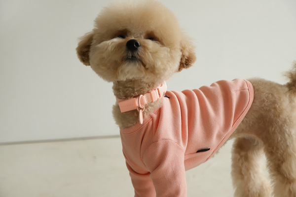 Macaron Dog Collar