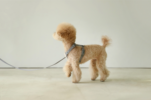 Macaron Dog Harness