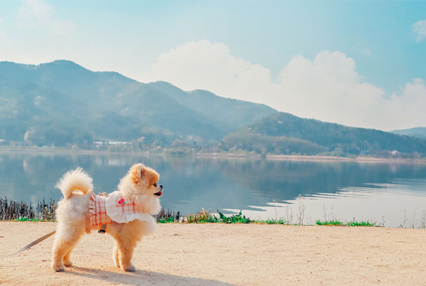 Cherry Check Harness Vest