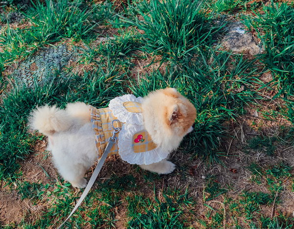 Cherry Check Harness Vest