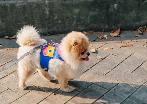 Candy Pockets Harness Vest