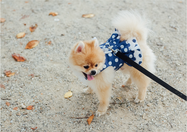 Polka Dot Harness Dress