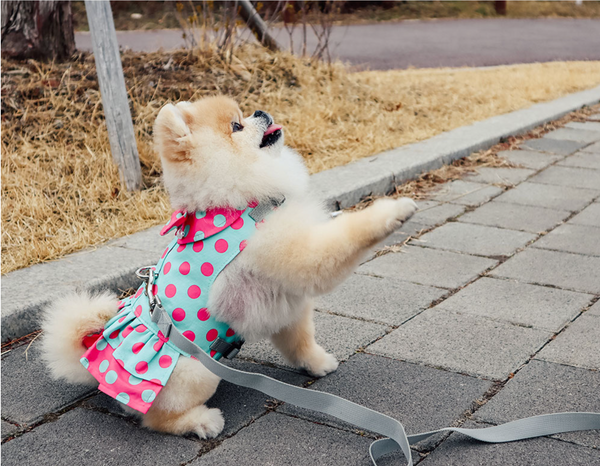 Polka Dot Harness Dress