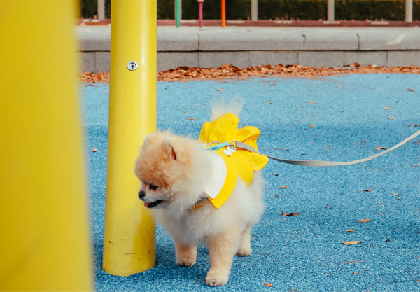 Kindergarten Harness Dress