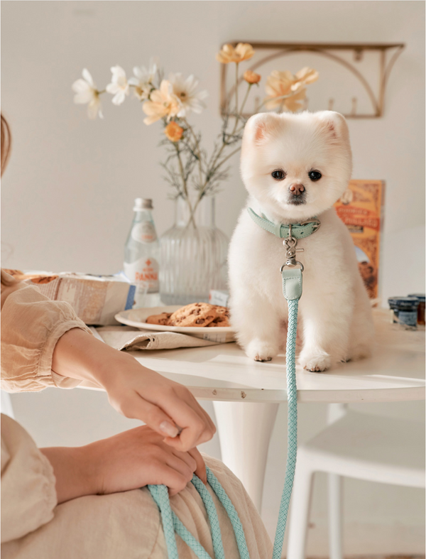 Classic Rope Collar