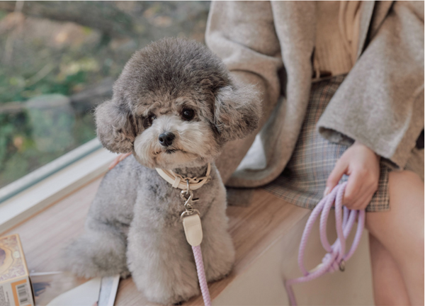 Classic Rope Collar