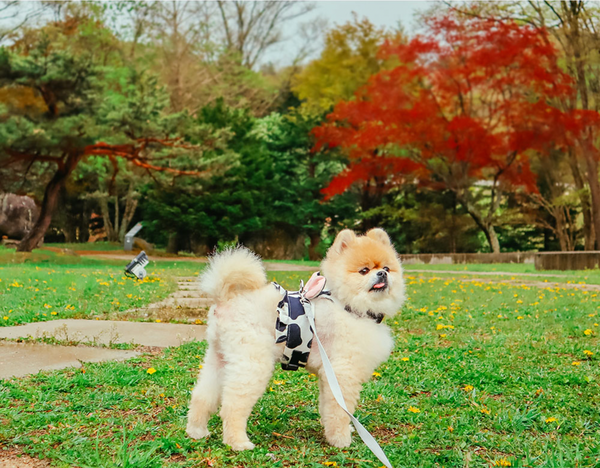 Milka Harness Vest