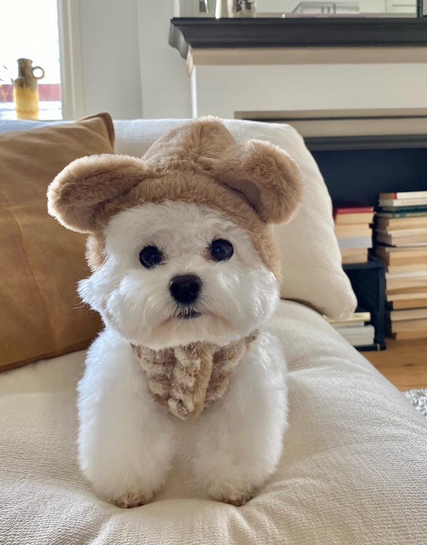 Bear Vest