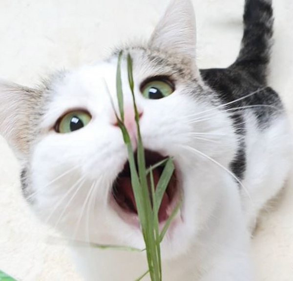 Freeze Dried Cat Grass