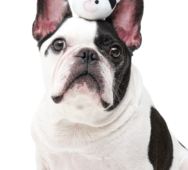 Cow Kidnap Tug Toy